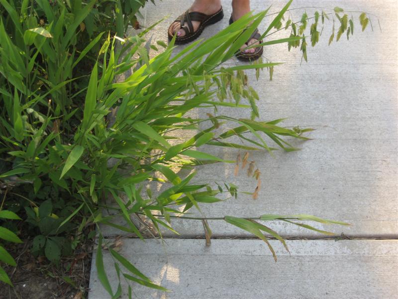 Chasmanthium latifolium Chasmanthium_latifolium_2.JPG