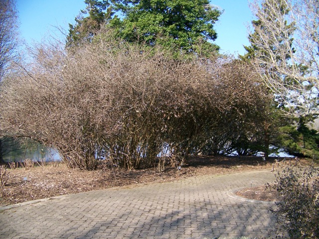 Viburnum x burkwoodii ChenaultViburnum.JPG