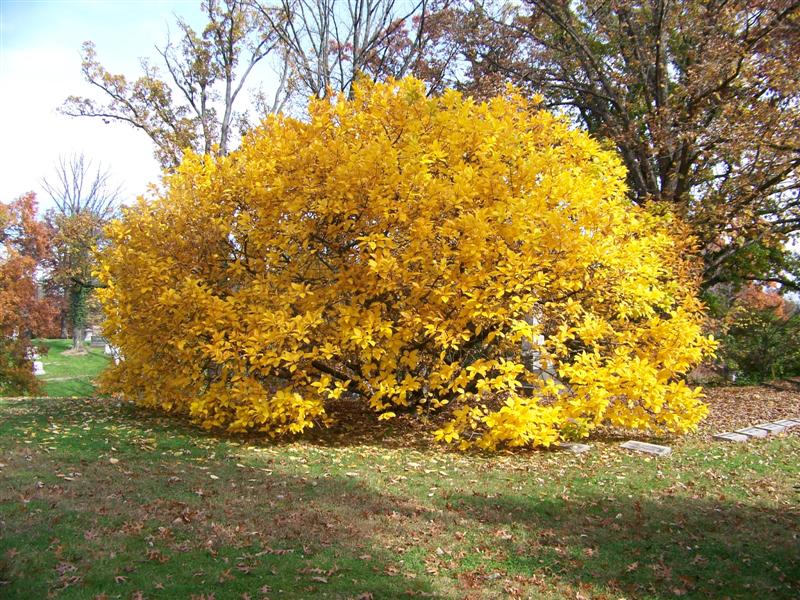 Picture of Chionanthus virginicus  White Fringetree