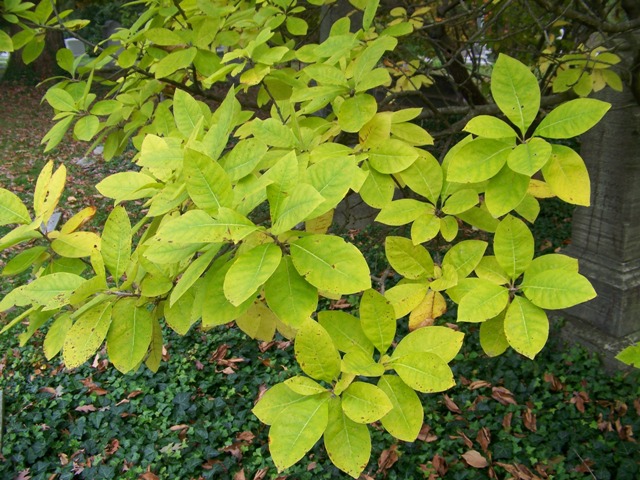 Picture of Chionanthus virginicus  White Fringetree