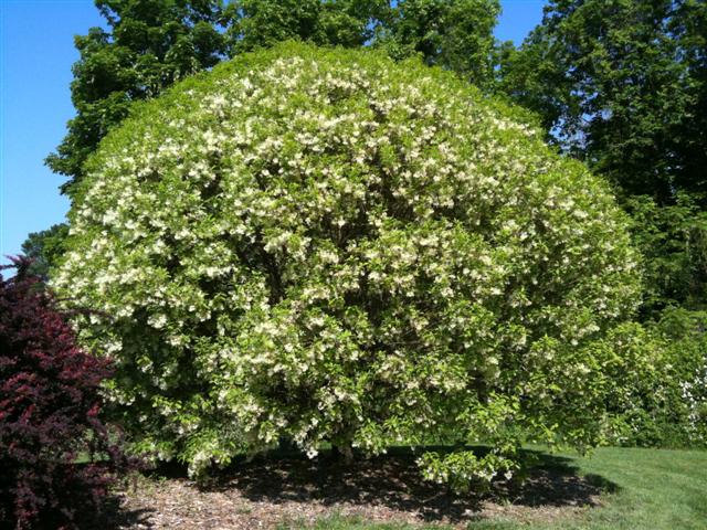 Picture of Chionanthus virginicus  White Fringetree