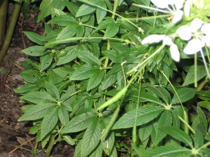 Cleome hassleriana Chleome_hassleriana_beans.JPG