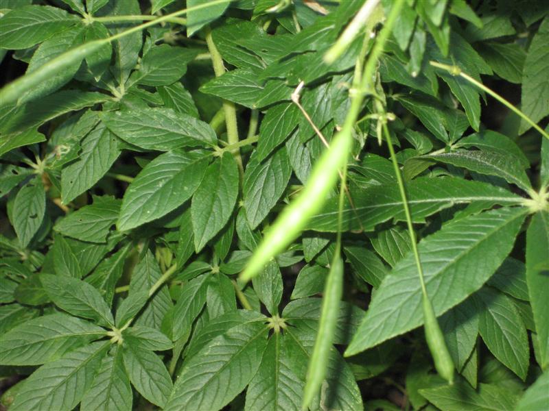 Cleome hassleriana Chleome_hassleriana_beans_close.JPG