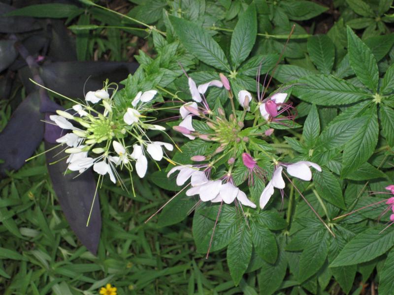 Cleome hassleriana Chleome_hassleriana_flower.JPG