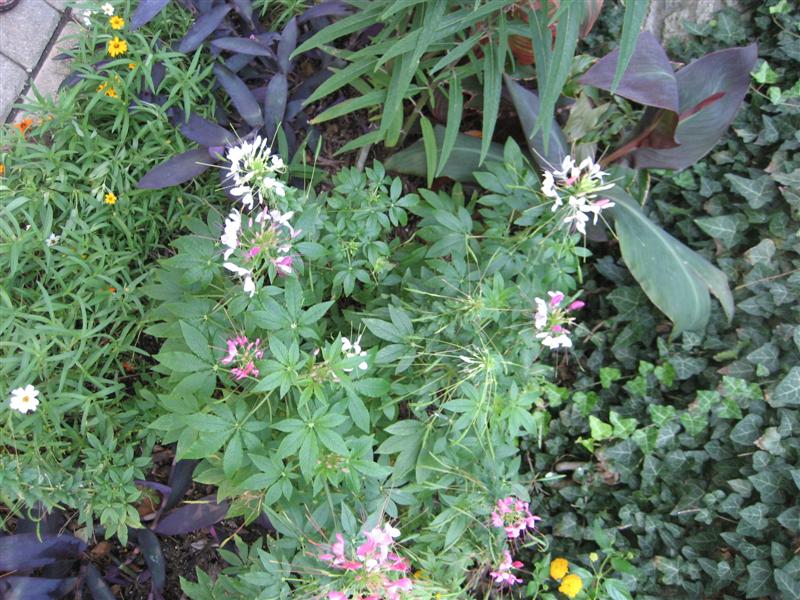 Cleome hassleriana Chleome_hassleriana_plant.JPG