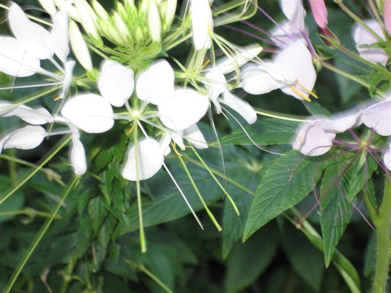 Cleome hassleriana Chleome_hassleriana_stamen_pistil.JPG