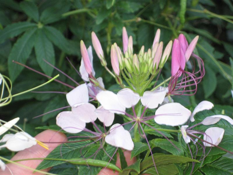 Cleome hassleriana Chleome_hassleriana_stamen_pistil_close.JPG