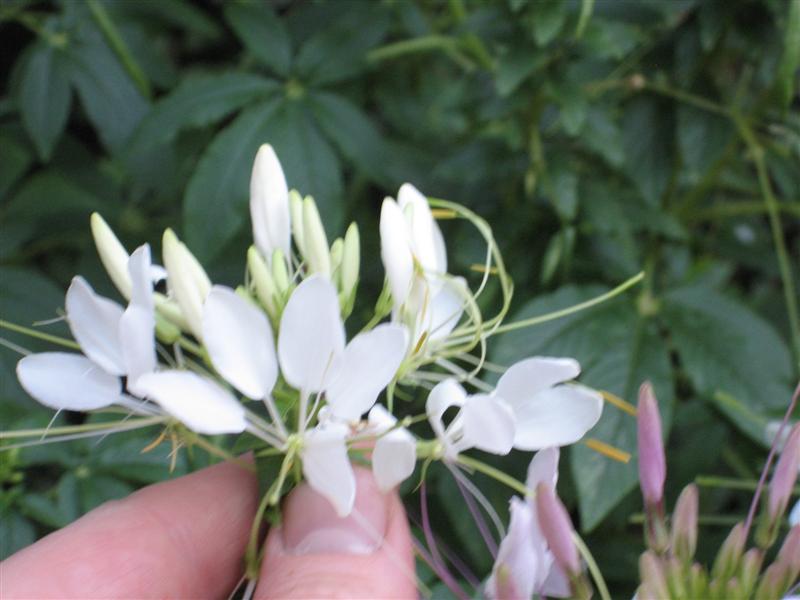 Cleome hassleriana Chleome_hassleriana_white_flower_close.JPG