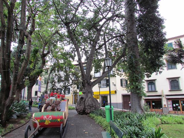 Chorisia speciosa ChorisiaSpeciosaFull.JPG