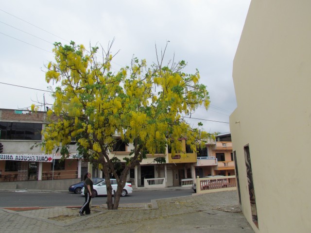 Cassia fistula Chulo.JPG