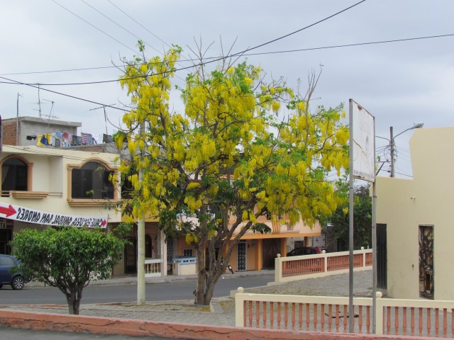 Cassia fistula ChuloEcuador.JPG