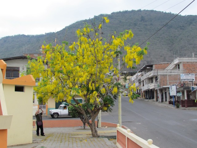 Cassia fistula ChuloEcuador2.JPG