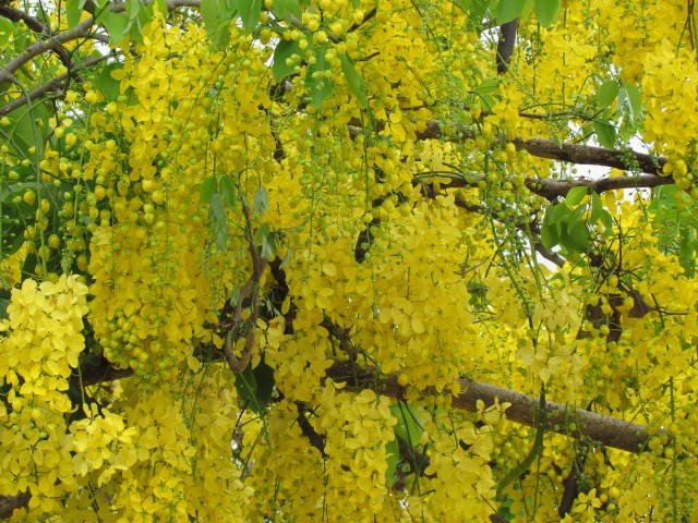 Cassia fistula ChuloFlowers1.JPG