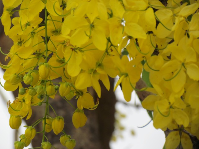 Cassia fistula ChuloFlowers5.JPG