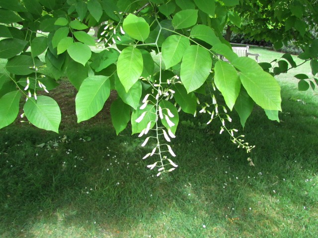 Cladrastis kentukea CladastrisKentuckeaFlowerKew.JPG