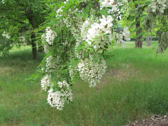 Cladrastis kentukea CladastrisKentuckeaPerkinsPinkFlower.JPG