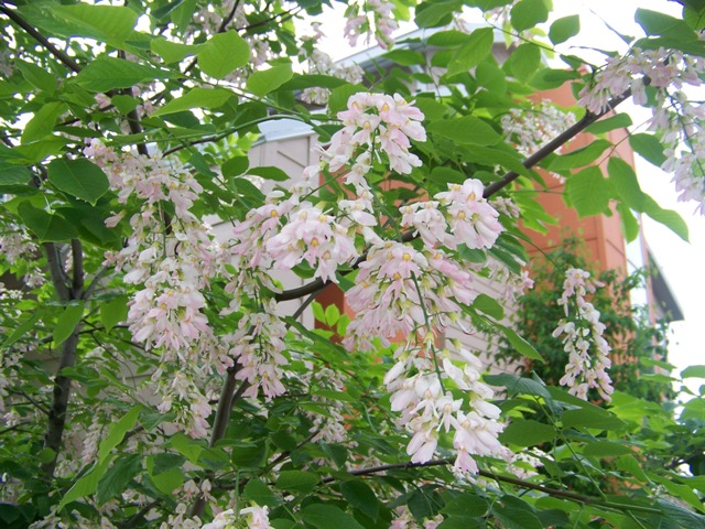 Picture of Cladrastis kentukea 'Perkins Pink' Perkins Pink Yellowwood