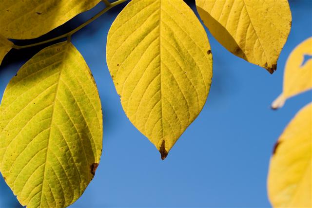 Picture of Cladrastis kentukea  Yellowwood