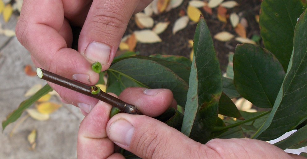 Cladrastis kentukea Cladrastis_kentuckea_Yellowwood_bud.JPG