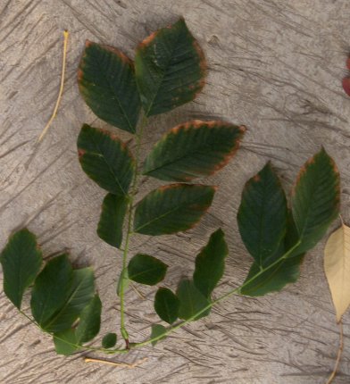 Cladrastis kentukea Cladrastis_kentuckea_Yellowwood_cutting.JPG