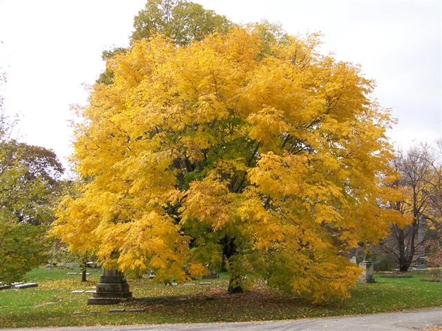 Picture of Cladrastis kentukea  Yellowwood