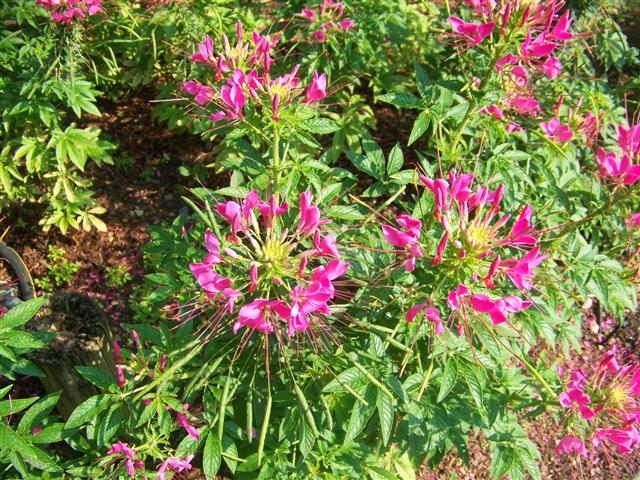 Picture of Cleome  Sparkler� Sparkler� Spider Flower