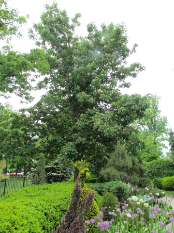 Aesculus flava ClevelandBotAesculus.JPG