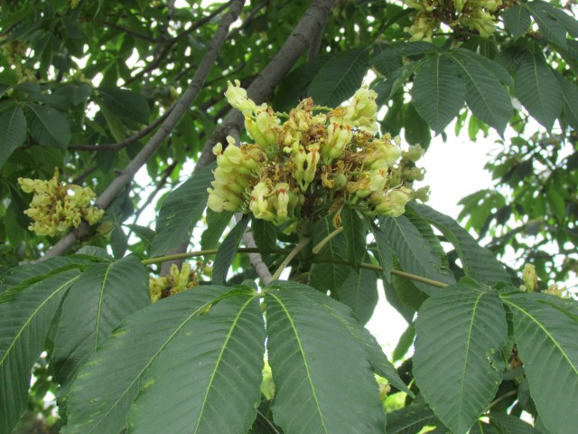 Aesculus flava ClevelandBotAesculusFLower.JPG