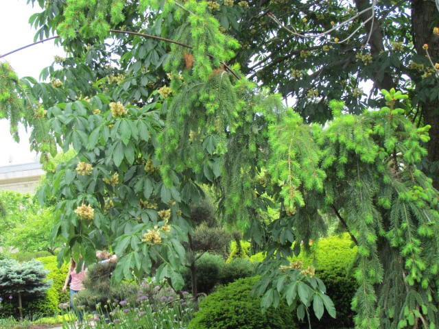 Aesculus flava ClevelandBotAesculusFlowers.JPG