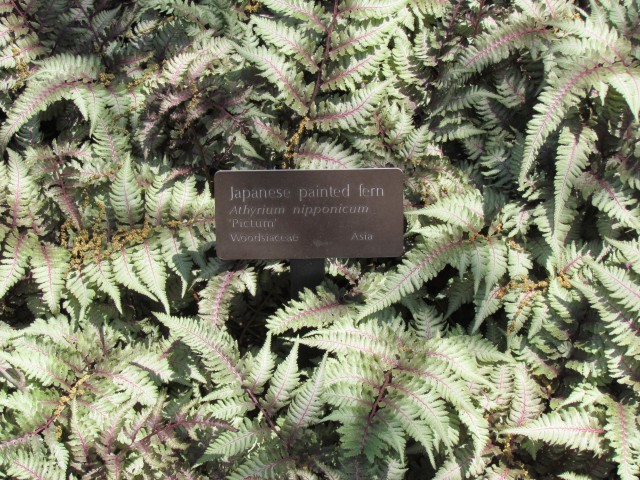 Athyrium nipponicum ClevelandBotAthyriumNipponicumSign.JPG