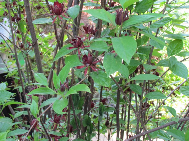 Calycanthus floridus ClevelandBotCalycanthusFloridusFlower.JPG