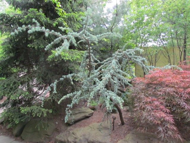 Cedrus atlantica ClevelandBotCedrusAtlantica1.JPG