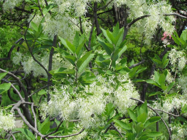 Chionanthus virginicus ClevelandBotChionanthusVaFlower.JPG