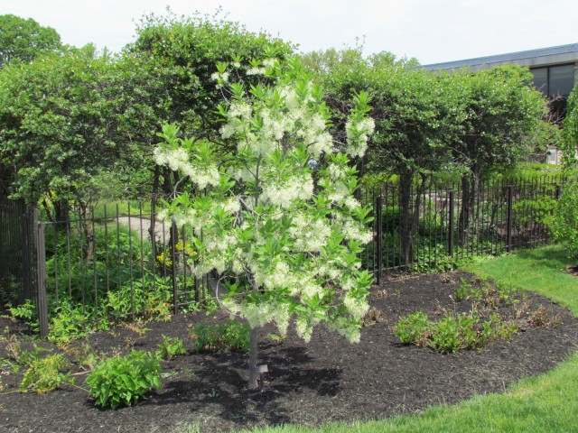 Chionanthus virginicus ClevelandBotChionanthusVaFull.JPG