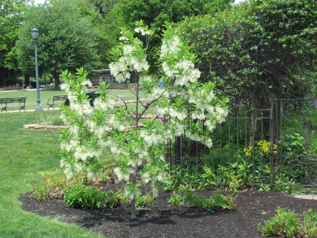 Chionanthus virginicus ClevelandBotChionanthusVaSide.JPG