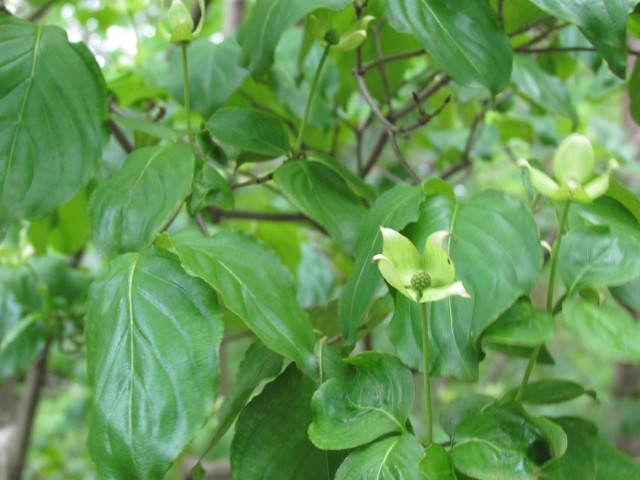 Cornus kousa ClevelandBotConusKousa2.JPG