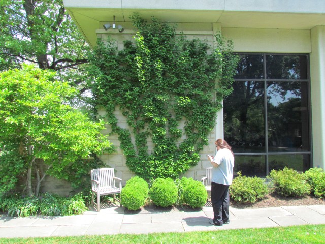 Cornus mas ClevelandBotCornusMasEspalier1.JPG