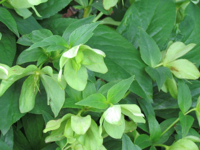 Helleborus orientalis ClevelandBotHelleborusOrientalisFlowers.JPG