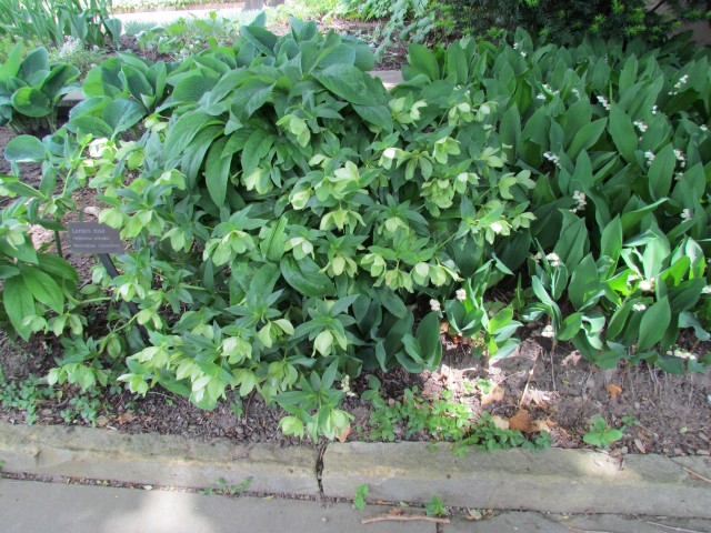 Helleborus orientalis ClevelandBotHelleborusOrientalisPlant.JPG