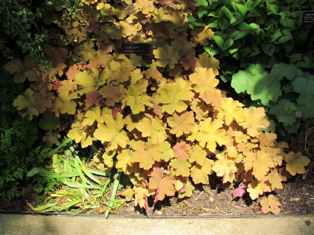 Heuchera villosa ClevelandBotHeucheraCaramelFull.JPG