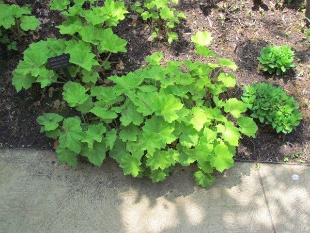 Heuchera villosa ClevelandBotHeucheraVillosaPlant.JPG