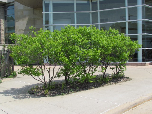 Ilex verticillata ClevelandBotIlexVerticilataSide1.JPG