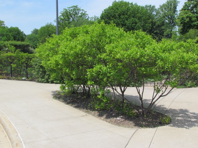 Ilex verticillata ClevelandBotIlexVerticilataSide2.JPG