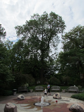 Liriodendron tulipifera ClevelandBotLiriodendronTulipiferia2.JPG