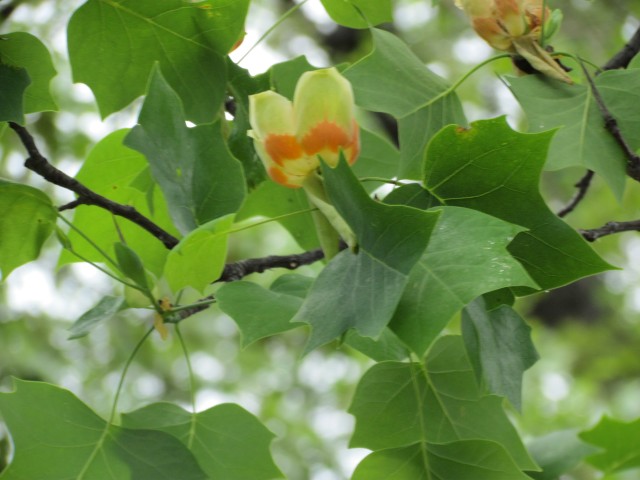 Liriodendron tulipifera ClevelandBotLiriodendronTulipiferiaFlower.JPG