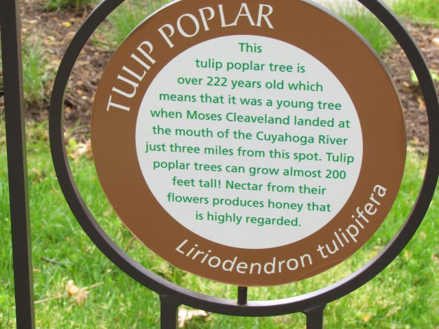 Liriodendron tulipifera ClevelandBotLiriodendronTulipiferiaSign.JPG