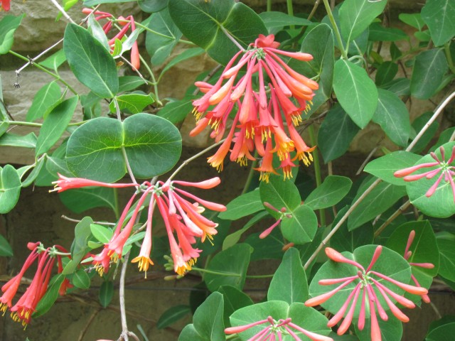 Lonicera sempervirens ClevelandBotLoniceraBlanceSandmanFlowerDetail.JPG