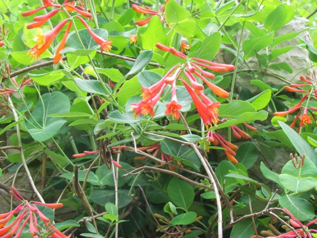 Lonicera sempervirens ClevelandBotLoniceraBlanceSandmanFlowerDetail2.JPG