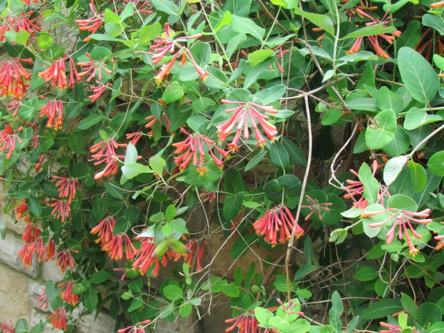 Lonicera sempervirens ClevelandBotLoniceraBlancheSandmanFlowers.JPG