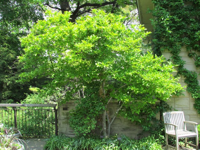 Magnolia x liliiflora ClevelandBotMagnoliaBetty.JPG